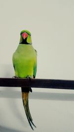 Close-up of parrot perching on branch