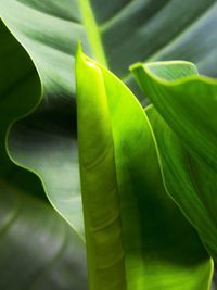 Close-up of green leaves