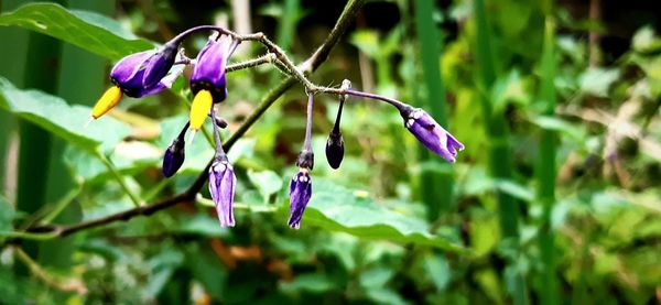 Close-up of purple flowering plant