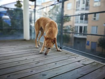 Close-up of dog