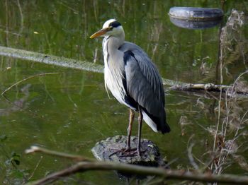 Heron perching on a lake