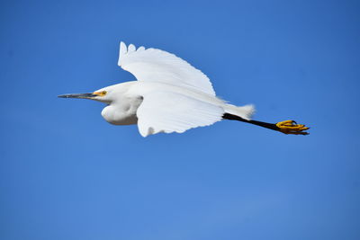 Low angle view of bird flying against blue sky