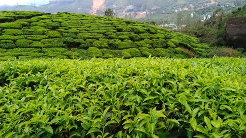 Scenic view of agricultural field