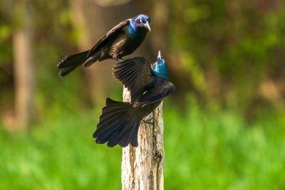 bird