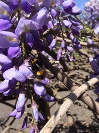 Close-up of bee on purple flower