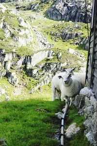 View of a dog on rock