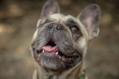 Close-up of dog looking away