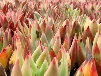 Full frame shot of multi colored plants