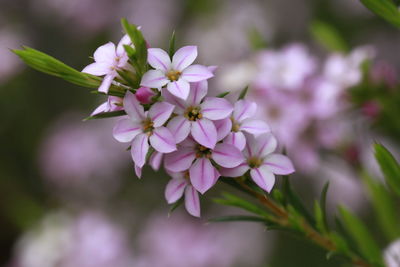 Close-up of pink flowering plant