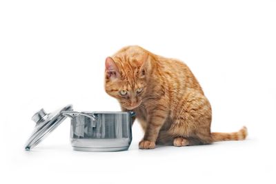 Close-up of a cat over white background