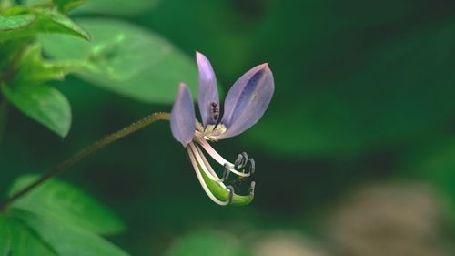 Close-up of purple flowering plant