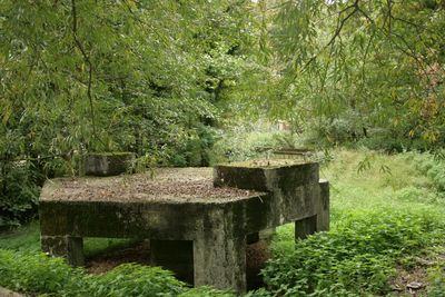 View of plants on grass against trees