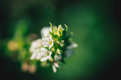 Close-up of white flower