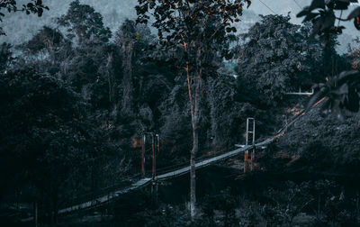 Trees growing in forest