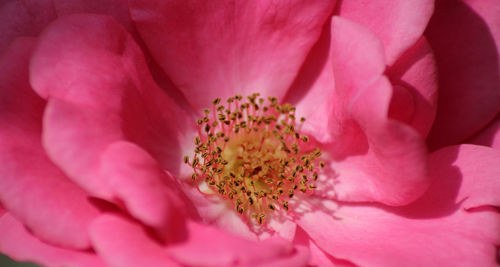 Close-up of pink flower blooming outdoors