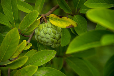 Close-up of fruits growing on plant