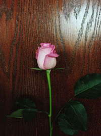 Close-up of pink rose on wood