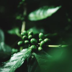Close-up of fresh green plant at night