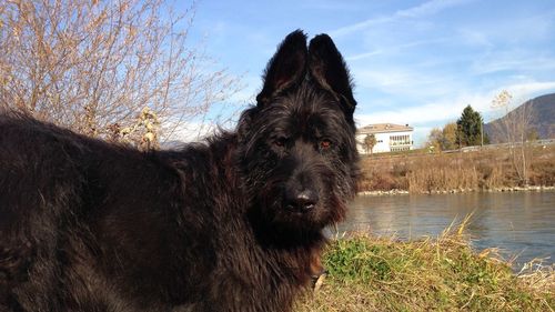 Close-up of a dog by the lake