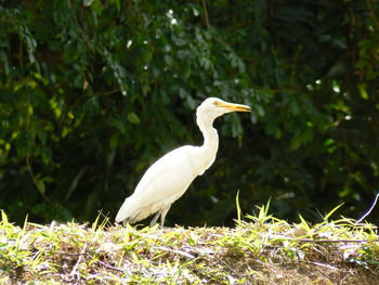 Close-up of white bird perching outdoors