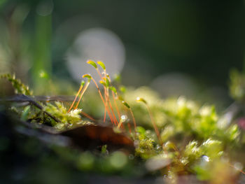 Close-up of insect on plant