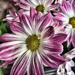 Close-up of pink daisy flowers