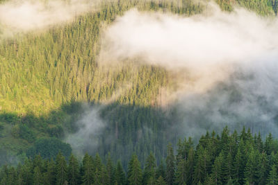 Aerial of pine forest with flowing fog.