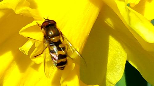 Close-up of bee on yellow flower