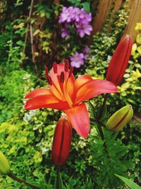 Close-up of day lily blooming outdoors