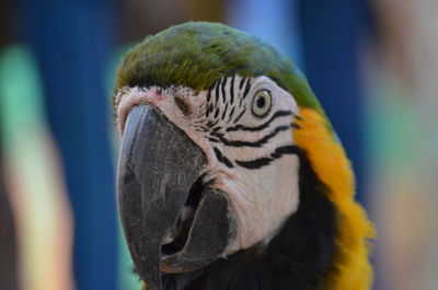 Close-up of macaw