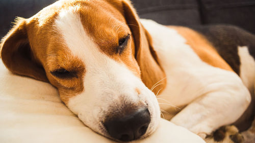Close-up of beagle dog resting
