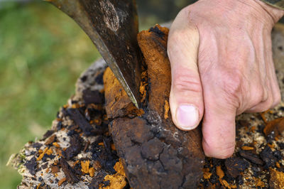 Close-up of person hand holding tree trunk