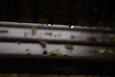 Close-up of wet spider web