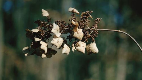 Close-up of wilted plant