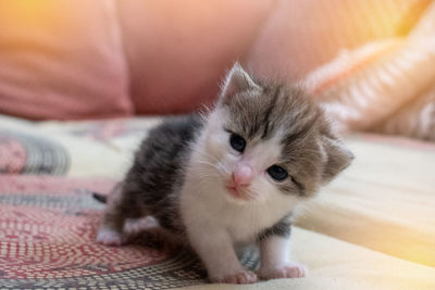 Portrait of kitten on bed at home