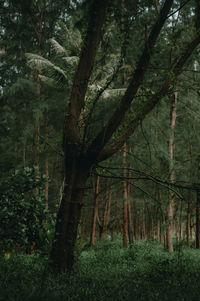 Trees in forest