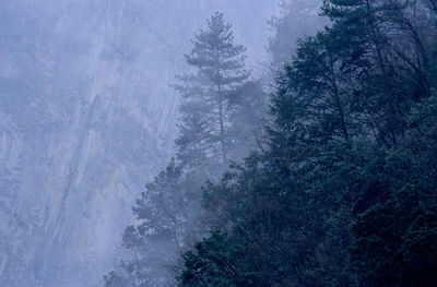 Pine trees in forest during winter