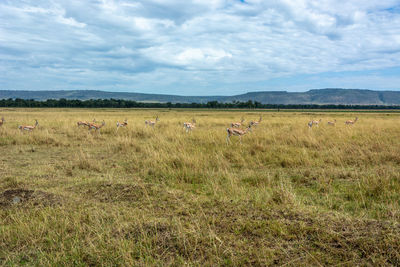 Sheep in a field