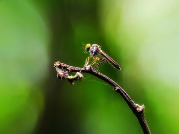 Close-up of insect on plant