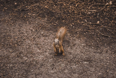 High angle view of squirrel on land