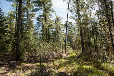 Trees in forest