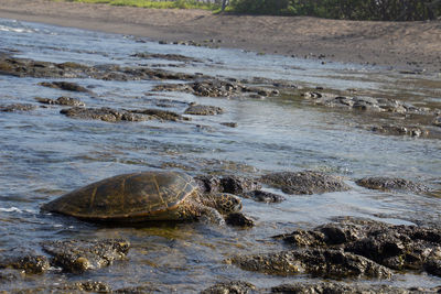 Scenic view of turtle at swa shore