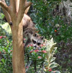 Raccoon on tree against plants