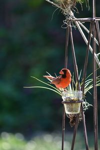 Close-up of bird perching on plant