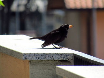 Bird perching on retaining wall