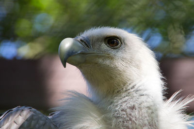 Close-up of a bird