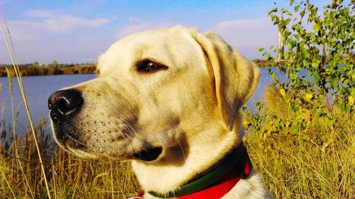 Close-up of dog against sky