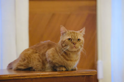 Portrait of cat resting on table at home