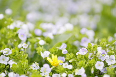 Close-up of white flowers blooming outdoors