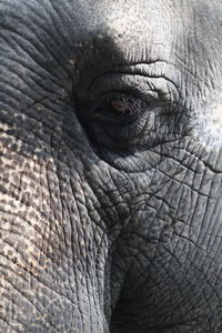 Close-up of elephant